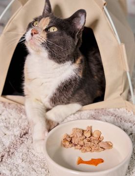 Sinsay - Ciotola per cane - panna