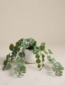 Artificial Trailing Eucalyptus in Pot Green - M&S - FashionsVida
