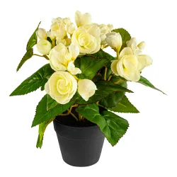 Begonienbusch gruen beige
