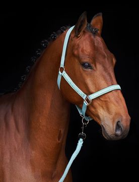 Halfter HVP NENA aqua sky X-Full