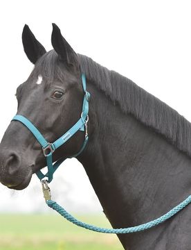 Busse Halfter Hansa, petrol P