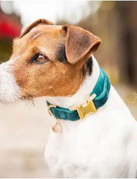 Kentucky Dogwear Hundehalsband VELVET smaragd XS - Kentucky Horsewear - FashionsVida