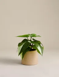 Artificial Heartleaf Philodendron in Ceramic Pot Green