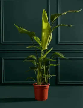 Extra Large Strelitzia Plant in Grower Pot - M&S Flower Market - FashionsVida