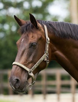 Halfter HVP NENA straw X-Full