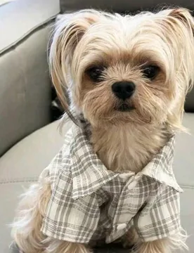 Ropa de camisa a cuadros para mascotas perros/gatos de primavera/verano, conjunto de ropa elegante y lindo adecuado para perros medianos/pequeños - Shein - FashionsVida