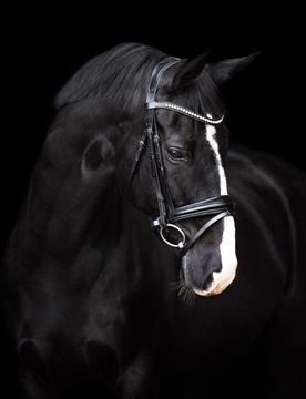 Trensenzaum IRH FRIA black Cob