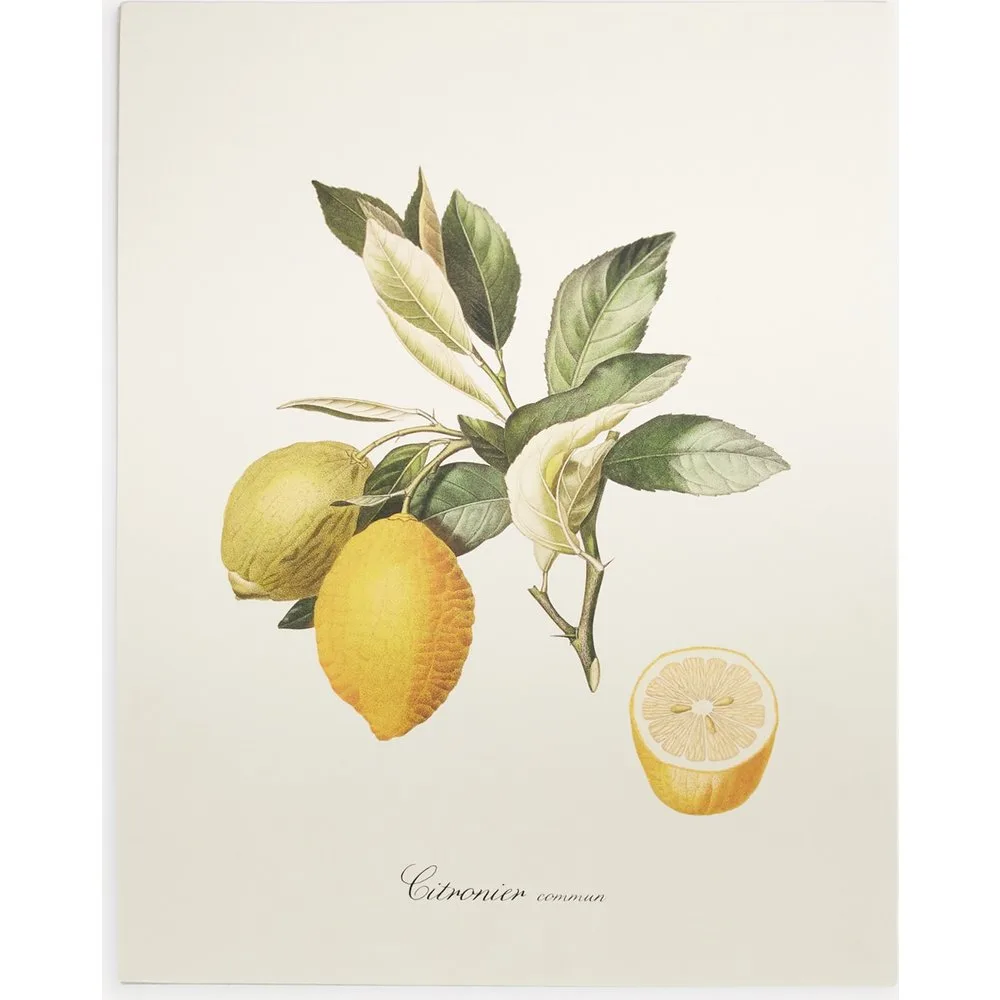 Lámina Limones Frutas - THE DYBAHL - FashionsVida