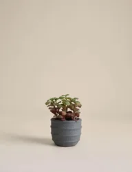 Artificial Mini Succulent in Ridged Concrete Pot Green