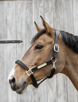 Anatomisches Nylon Halfter schwarz Cob - Kentucky Horsewear - FashionsVida