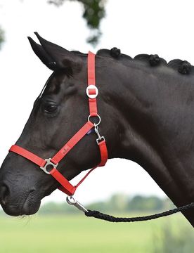 Busse Halfter Hansa, rot P