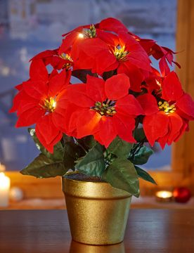 Eldo LED-Christstern im Topf