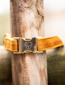 Kentucky Dogwear Hundehalsband VELVET senfgelb XS - Kentucky Horsewear - FashionsVida