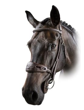 Gel Nose and Poll Guard, brown