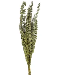 Eukalyptuszweige getrocknet 150 g 66 cm