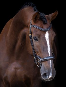 Trense ergonomisches Reithalfter IRH brown Pony