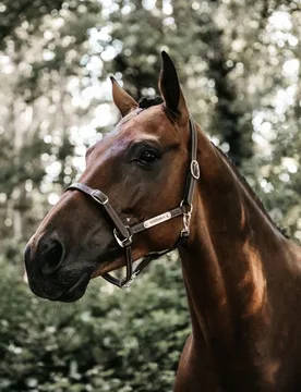 Lederhalfter FLEXIBEL braun Full - Kentucky Horsewear - FashionsVida