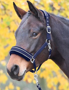 Busse Halfter IDEAL, navy-silber SH