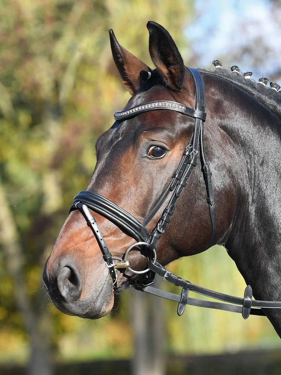 Trense FAMOUS, schwarz/Strass-copper, VB - Busse - FashionsVida