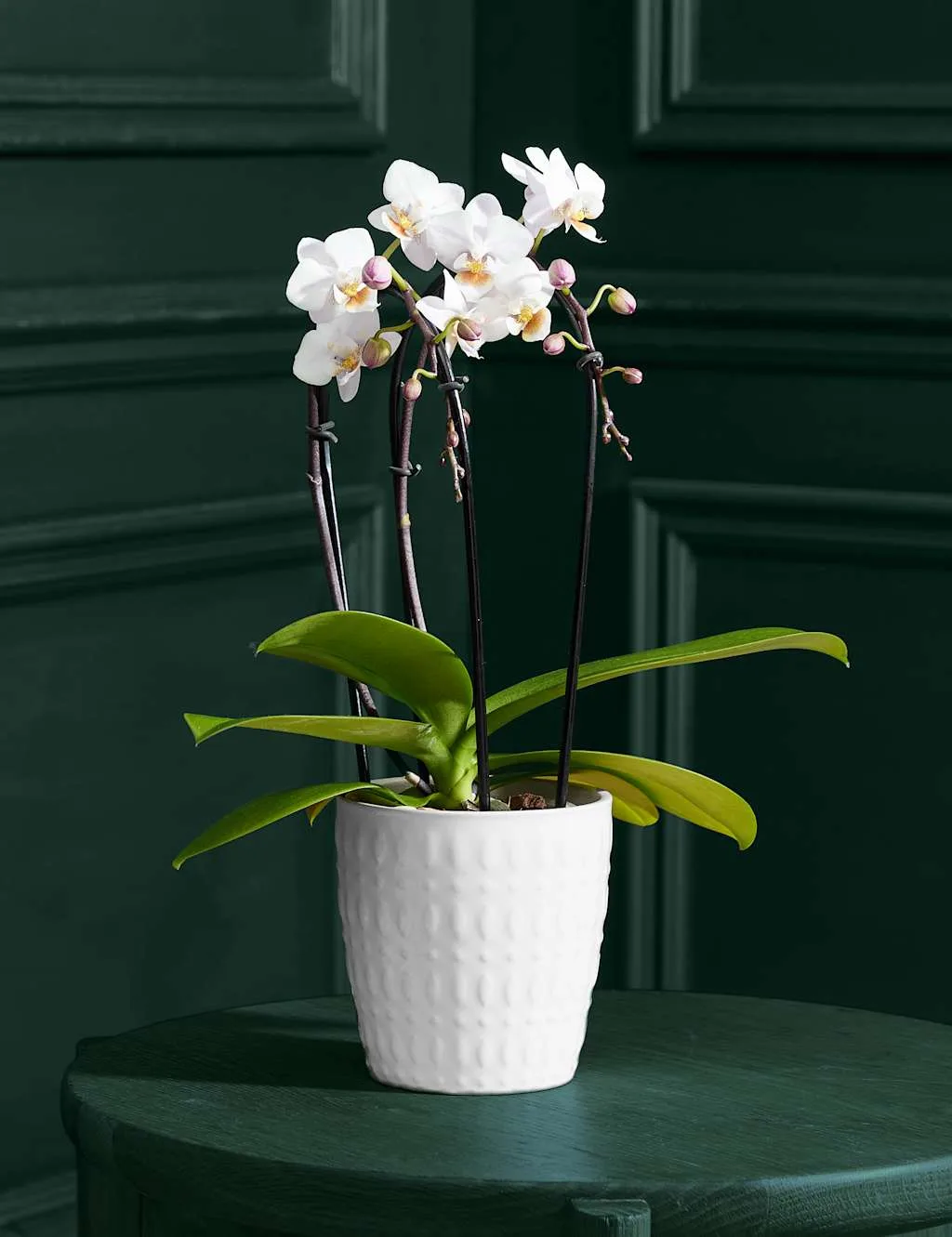 White Miniature Phalaenopsis Cascade Orchid in Ceramic Pot - M&S Flower Market - FashionsVida
