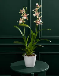 Cambria Orchid with Ceramic Pot