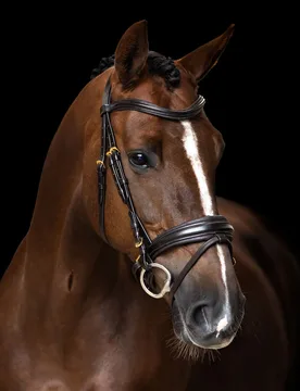 Trense englisch-kombiniertes Reithalfter IRH brown Cob - Imperial Riding - FashionsVida
