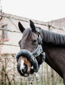 Lammfell Transport Halfter grau Cob - Kentucky Horsewear - FashionsVida