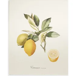 Lámina Limones Frutas