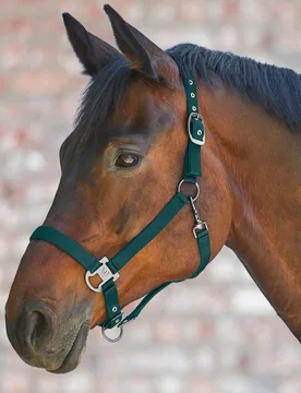 Halfter GLOOMY tannengrün PONY - Waldhausen - FashionsVida