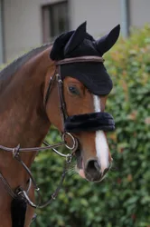 Nasenriemenschoner schwarz