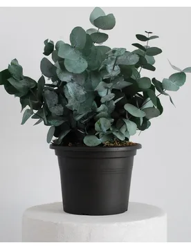 Artisan - Planta Eucalipt - Artisan - FashionsVida