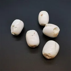 PCS Old Conch Shell Barrel Beads 20mm TSB0290