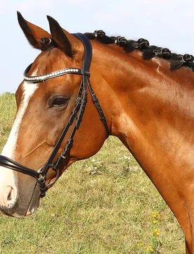Trense LA ROCHELLE, hannoversches Reithalfter, ohne - Euroriding - FashionsVida