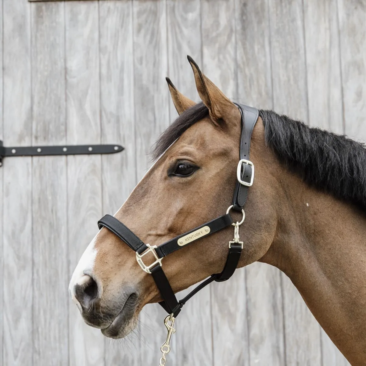 Anatomisches Nylon Halfter schwarz Cob - Kentucky Horsewear - FashionsVida