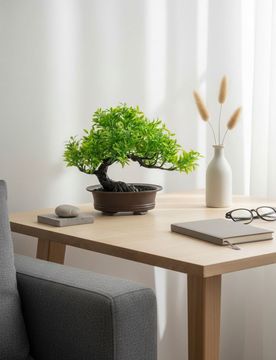 Albero bonsai in vaso - verde