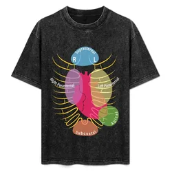Echocardiography Cardiac Acoustic Windows T-Shirt Casual Minimalist Short Sleeve Top