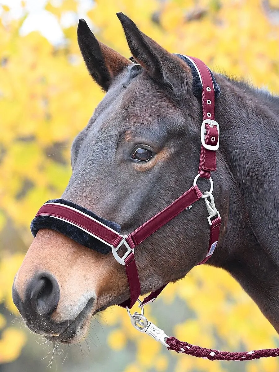 Halfter IDEAL, bordeaux-silber VB - Busse - FashionsVida