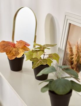Piante ornamentali in vaso 3 pack - multicolor