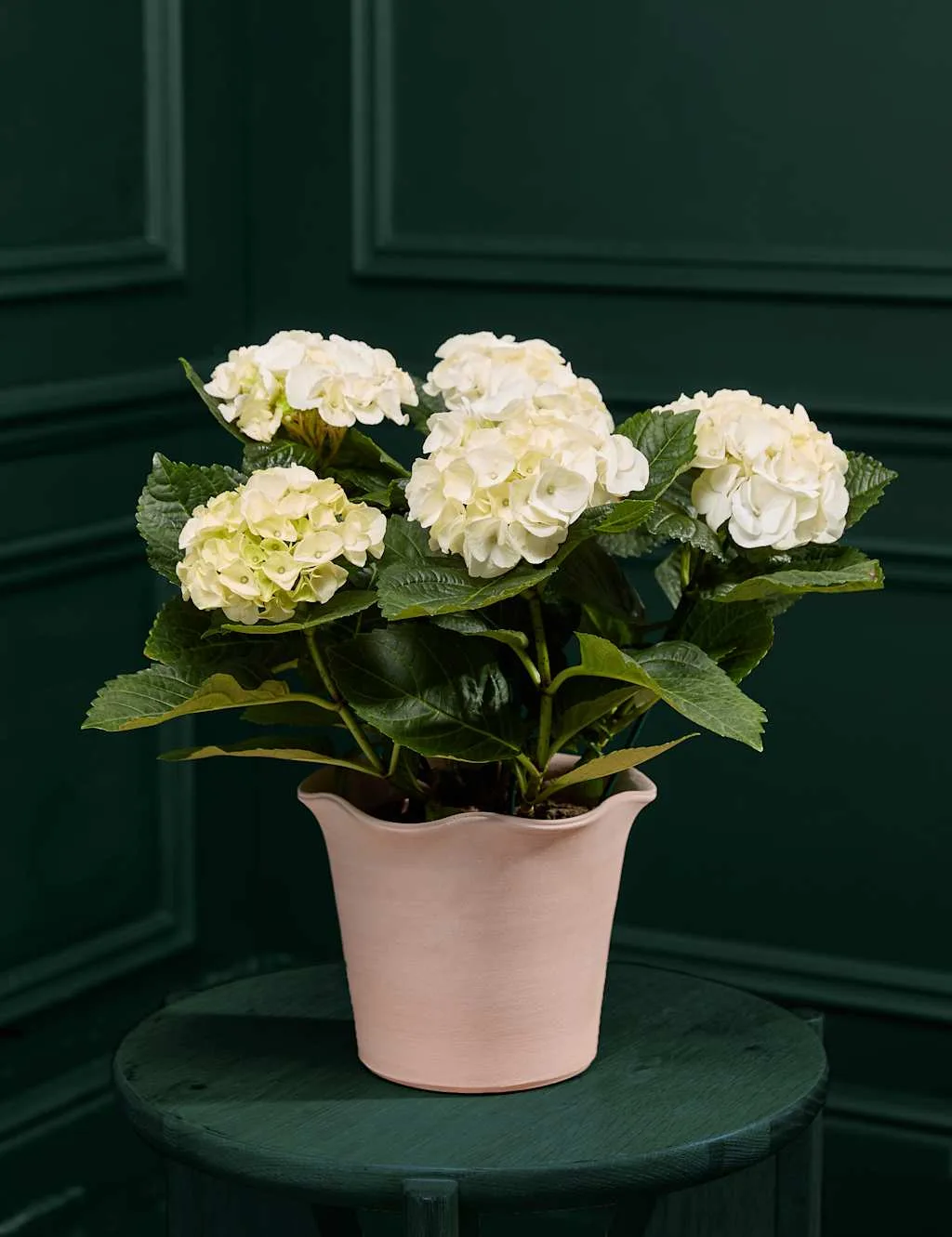White Hydrangea in Ceramic Pot - M&S Flower Market - FashionsVida