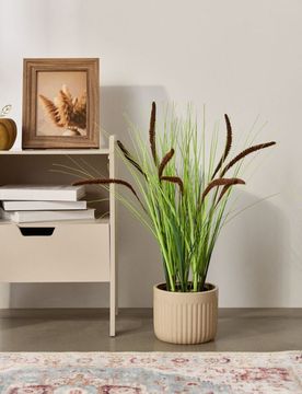 Pianta ornamentale in vaso – erba alta - verde