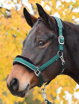 Halfter IDEAL, tanne-silber SH