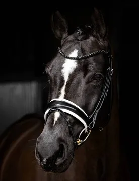 Kudos Trense Patent Dressage Bridle, black/white Cob - Le Mieux - FashionsVida