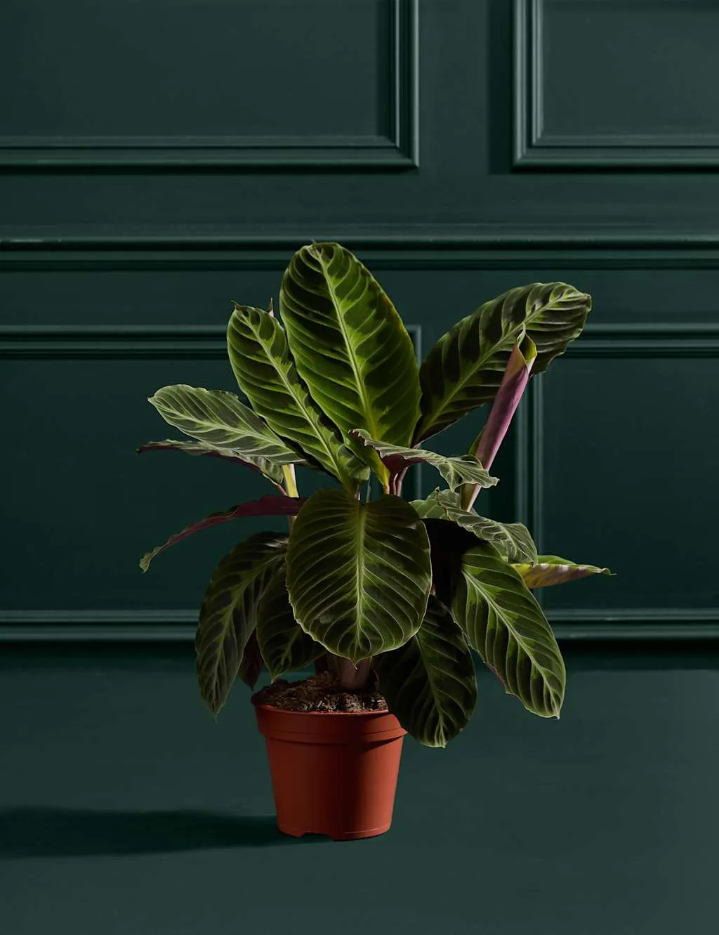 Large Calathea Plant - M&S Flower Market - FashionsVida