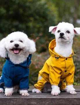 Pieza Impermeable de Body completo para perros pequeños y medianos, traje de lluvia con cobertura de cuatro patas para Teddy, Pomerania, Bichón Fris - Shein - FashionsVida