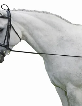 Halsverlängerer ELASTIC schwarz Pony - Waldhausen - FashionsVida