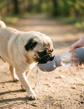Bottiglia d'acqua per cani - grigio chiaro