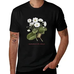 Mount Cook lily or Ranunculus lyallii T-Shirt Simple Solid Color Crew Neck Tee