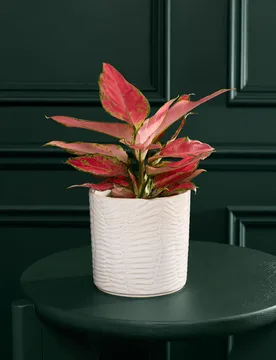 Aglaonema in Ceramic Pot - M&S Flower Market - FashionsVida