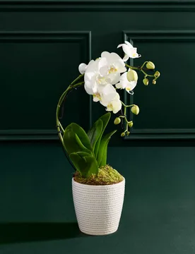 Eclipse White Orchid with Ceramic Pot - M&S Flower Market - FashionsVida