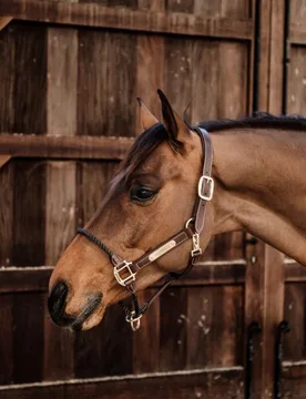 Lederhalfter ROPE Cob - Kentucky Horsewear - FashionsVida